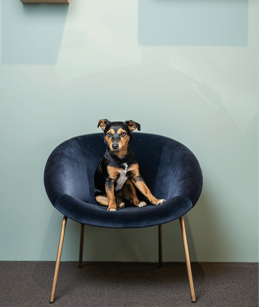 «Schlafende Hunde soll man nicht wecken.»